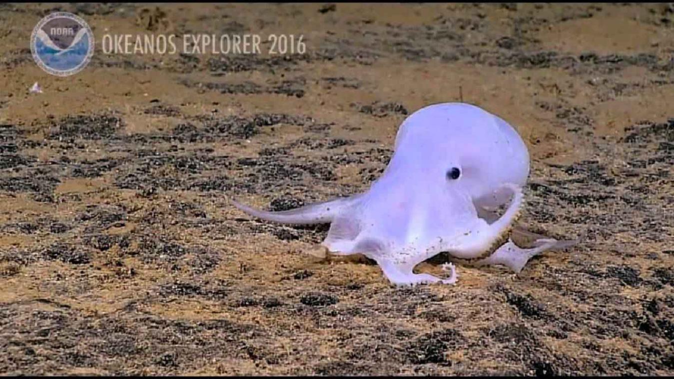 Onderzoekers ontdekken 'octopusspook' in de oceaan