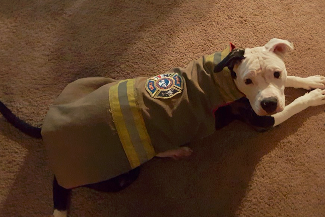 Puppy gered van brand wordt lid van brandweer
