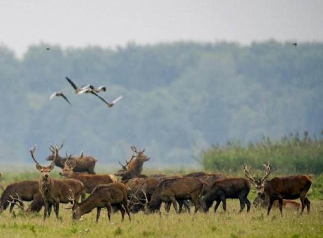 Veel edelherten in Nederlandse natuurgebied Oostvaardersplassen worden afgeschoten