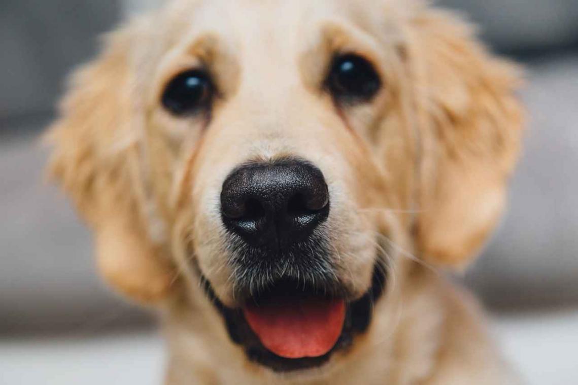 Mysterie opgelost: zo kijkt een hond naar zijn baasje