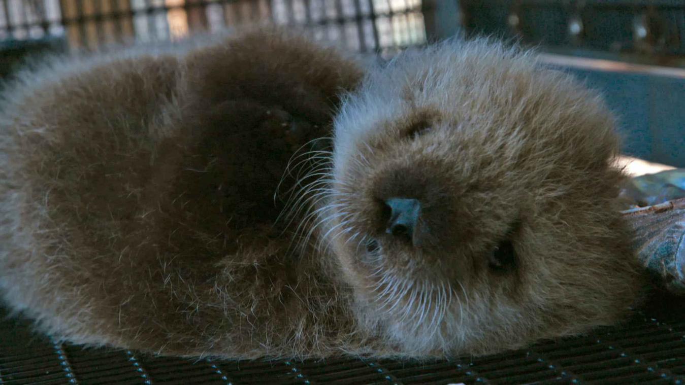 Man verzorgt een hele dag lang harige otterbaby's