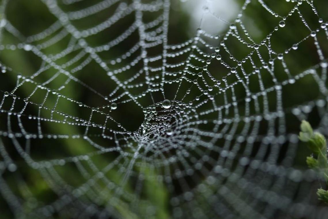 Grieks dorp krijgt een deken van enorme spinnenwebben