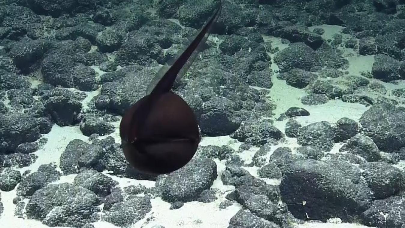 VIDEO. Onderzoekers vinden zeewezen op 1,4 kilometer diepte in de oceaan