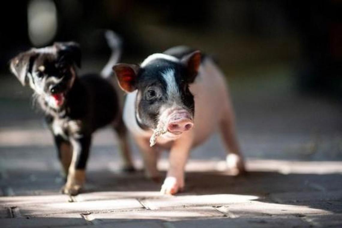 Varkensfokker in provincie Luxemburg genoodzaakt 400 biggen te euthanaseren