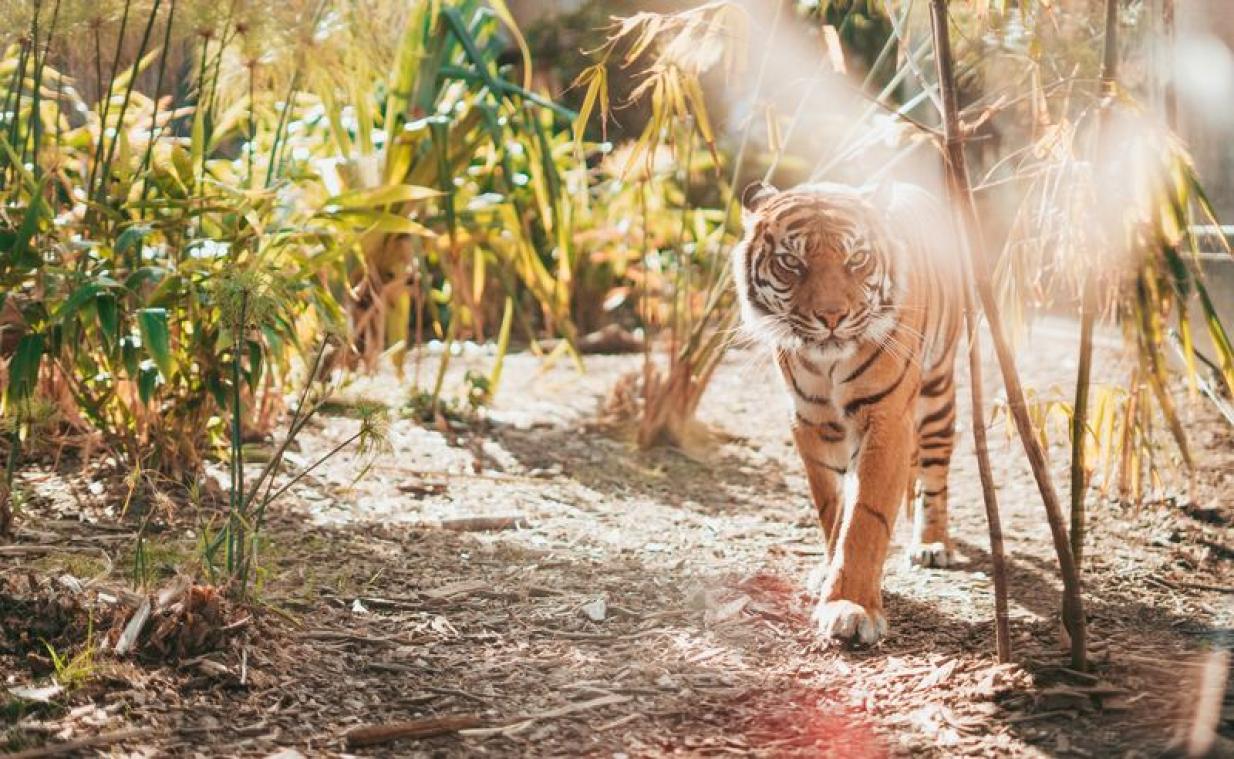 Het aantal wilde tijgers in Nepal is verdubbeld