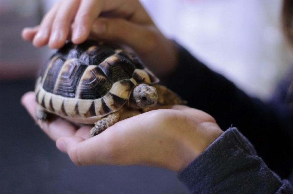 Vrouw heeft na wild feestje een schildpad in haar vagina