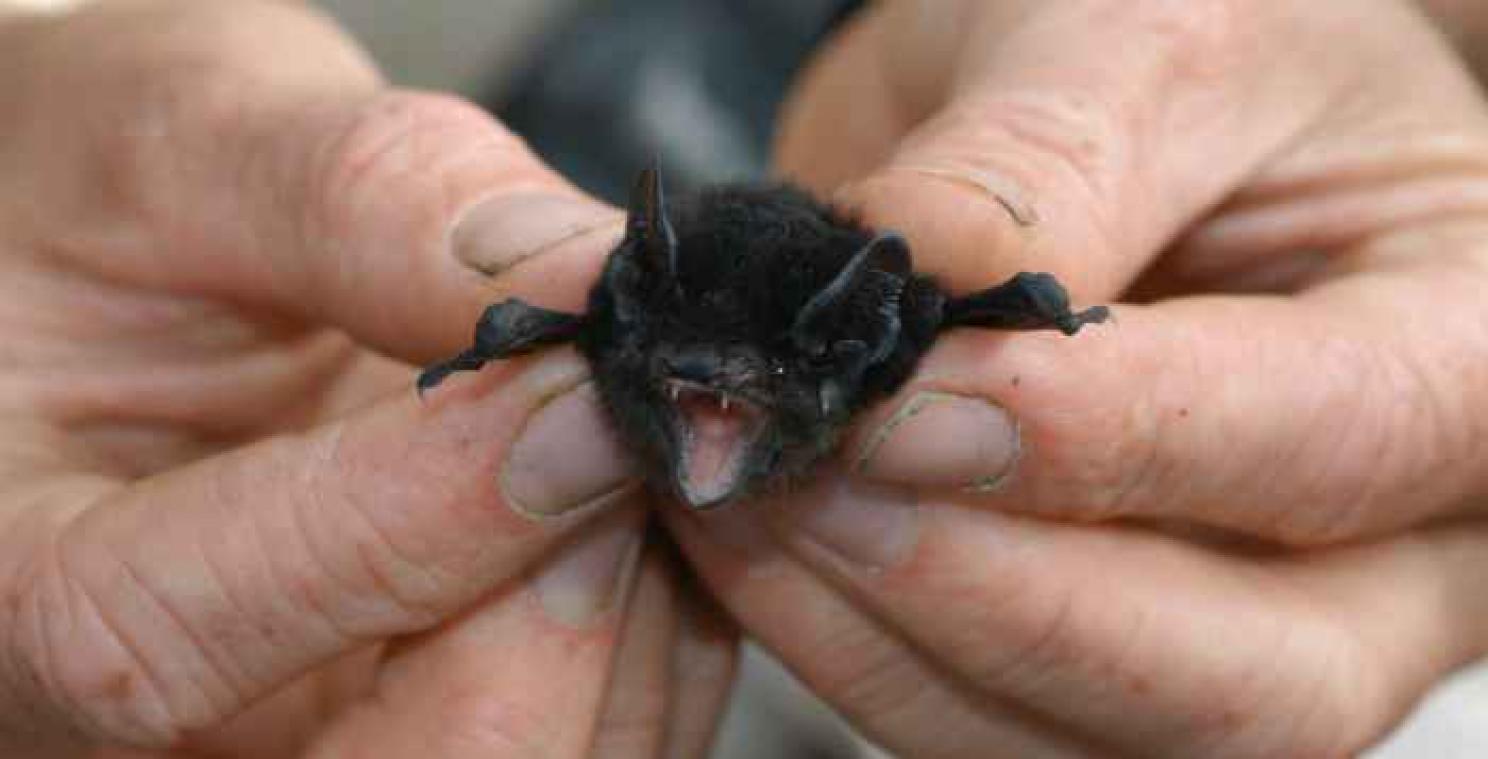 Schattige dieren krijgen meer wetenschappelijke aandacht