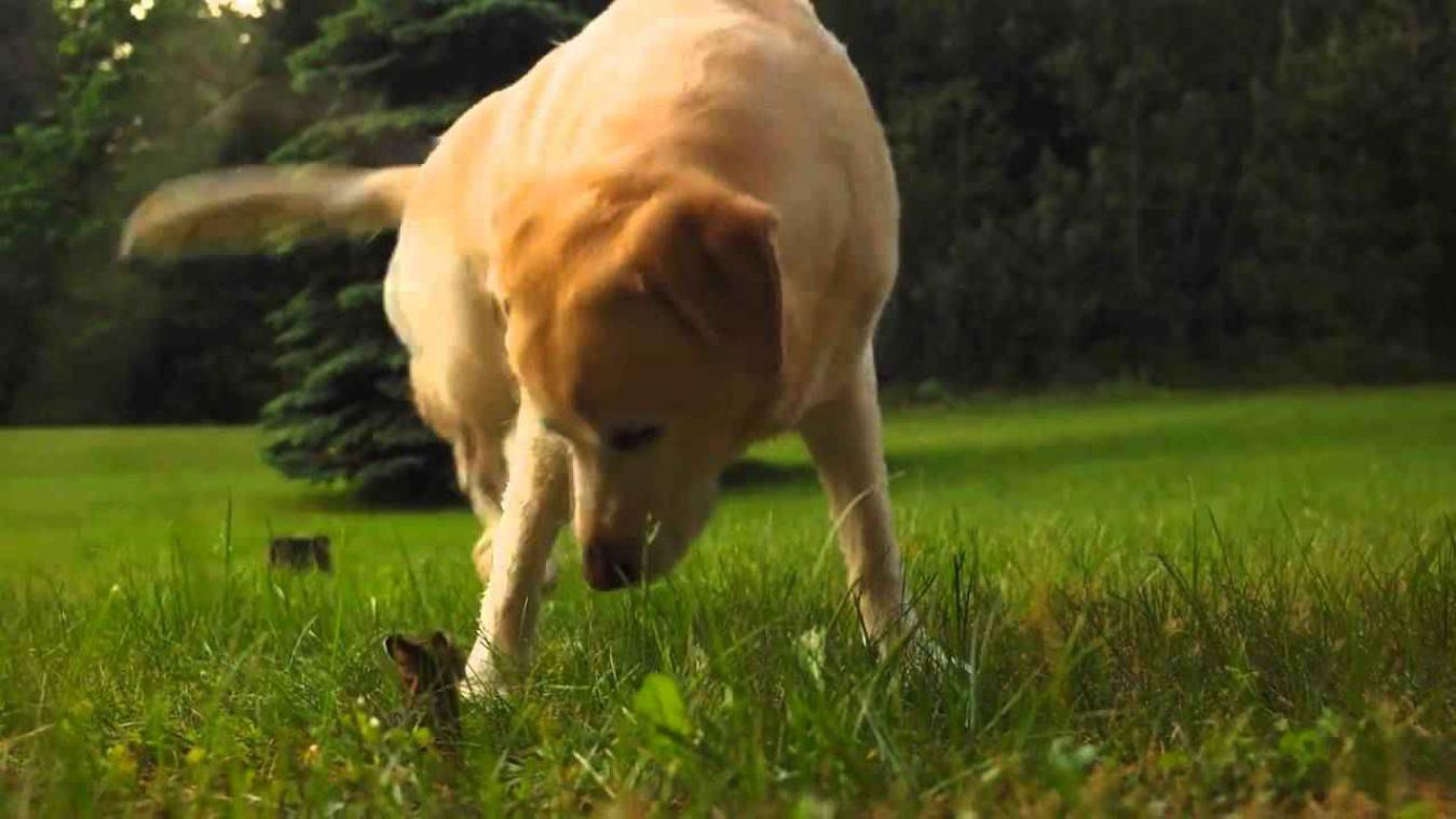 Konijntje denkt dat hond z'n moeder is