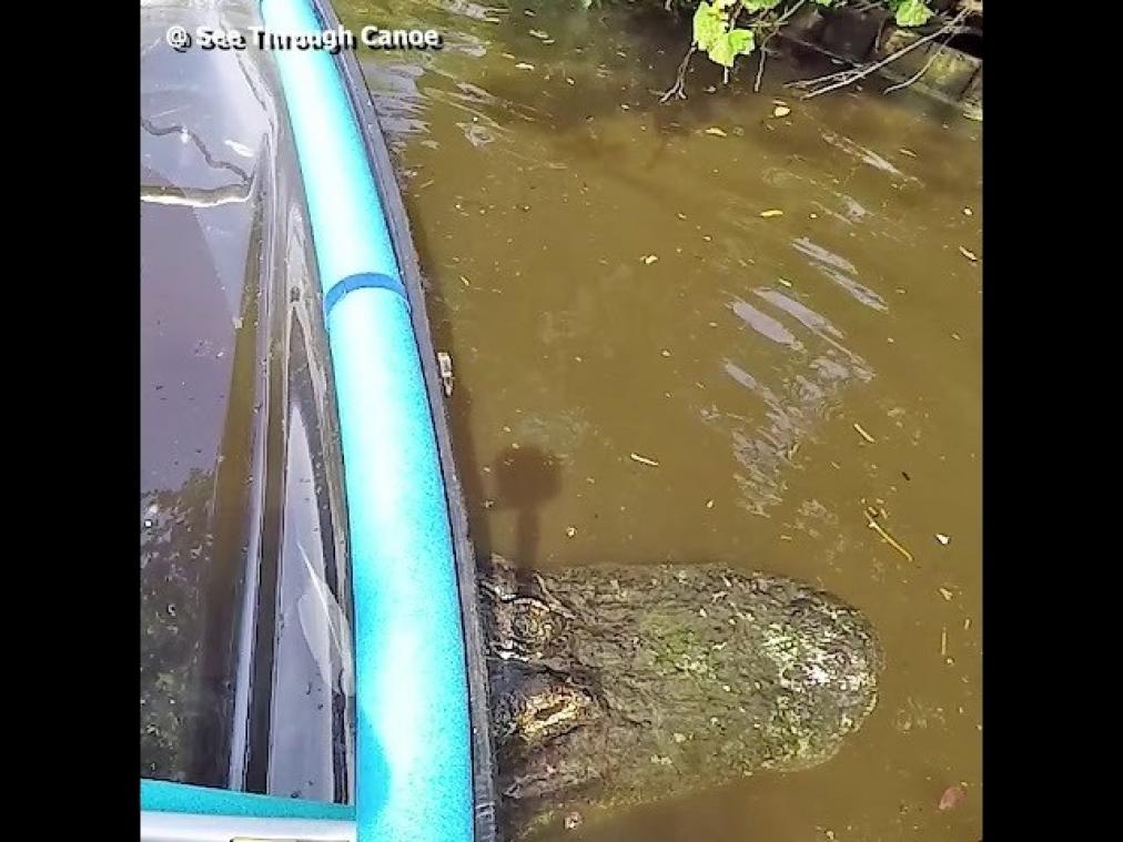 VIDEO. En opeens zie je een alligator onder je transparante kano zwemmen