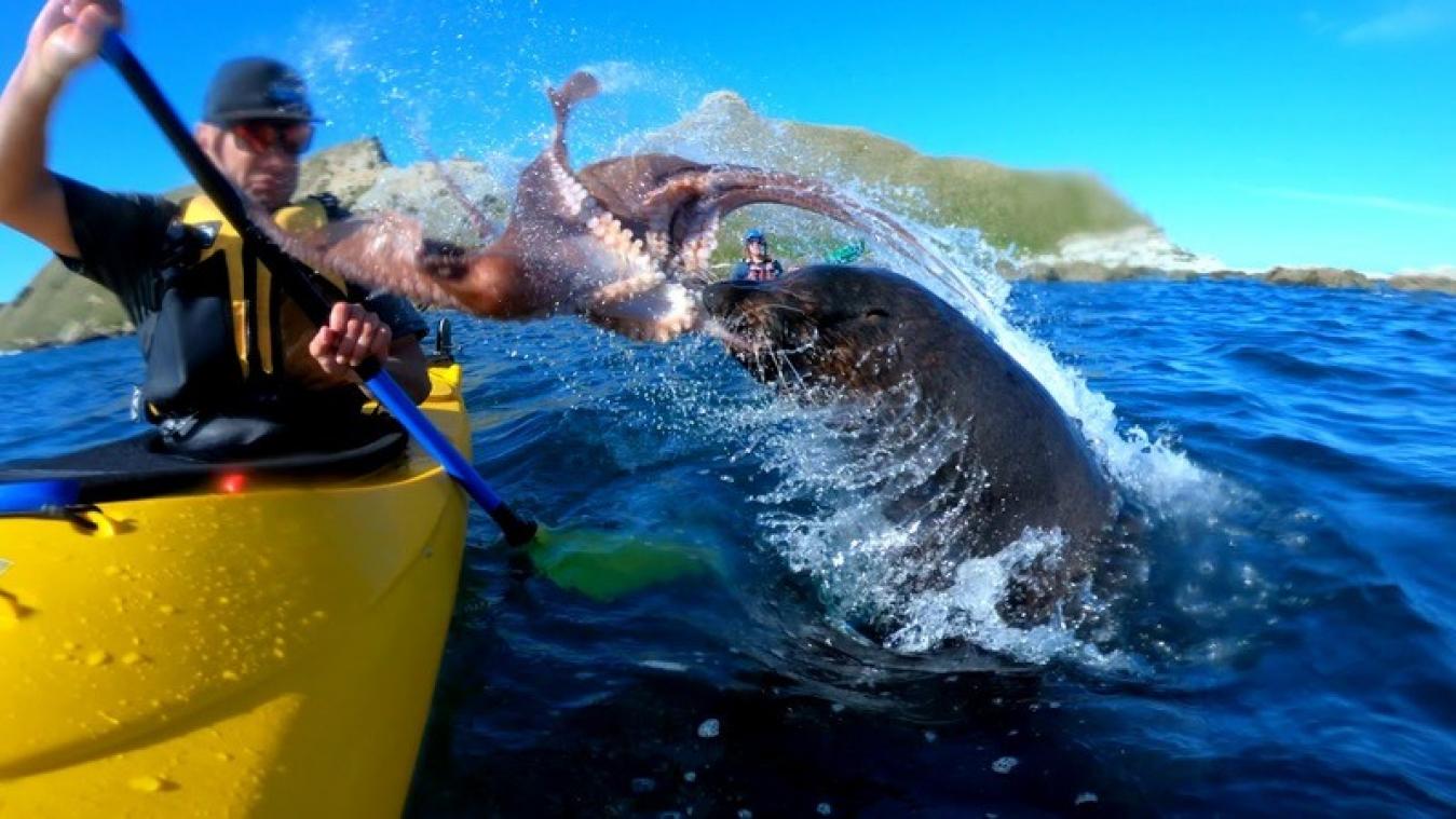 VIDEO. Zeehond slaat kajakker met octopus
