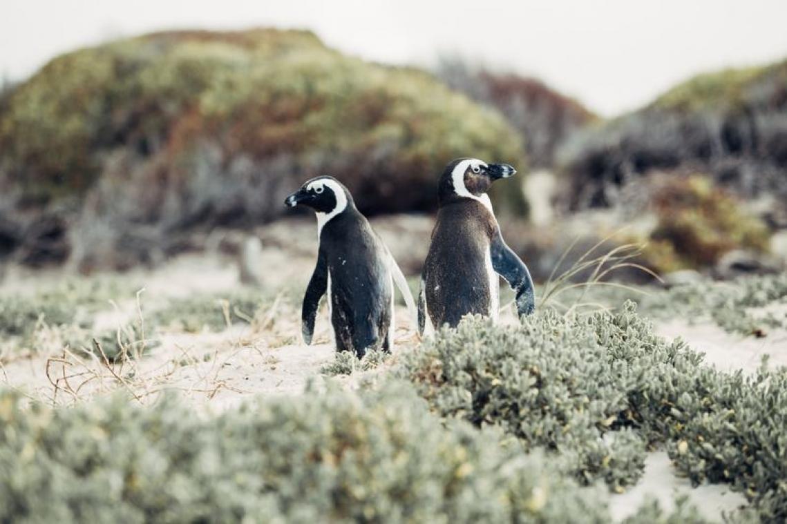 'Eenzaam' pinguïnkoppel steelt kuiken bij soortgenoten in zoo