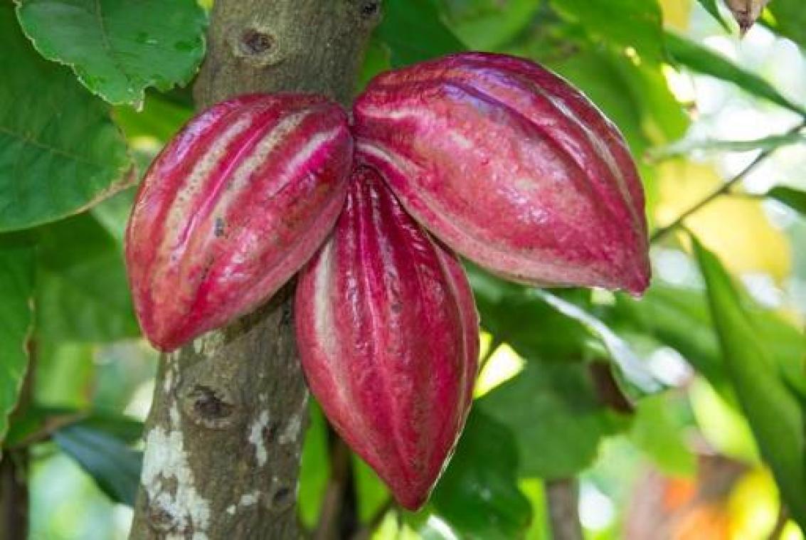 Aantal Belgen dat fairtradeproducten koopt, neemt niet langer toe