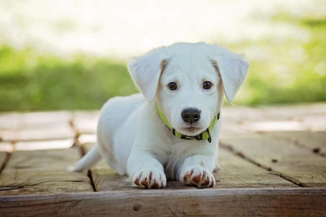 Geef jij deze honden een nieuwe thuis?