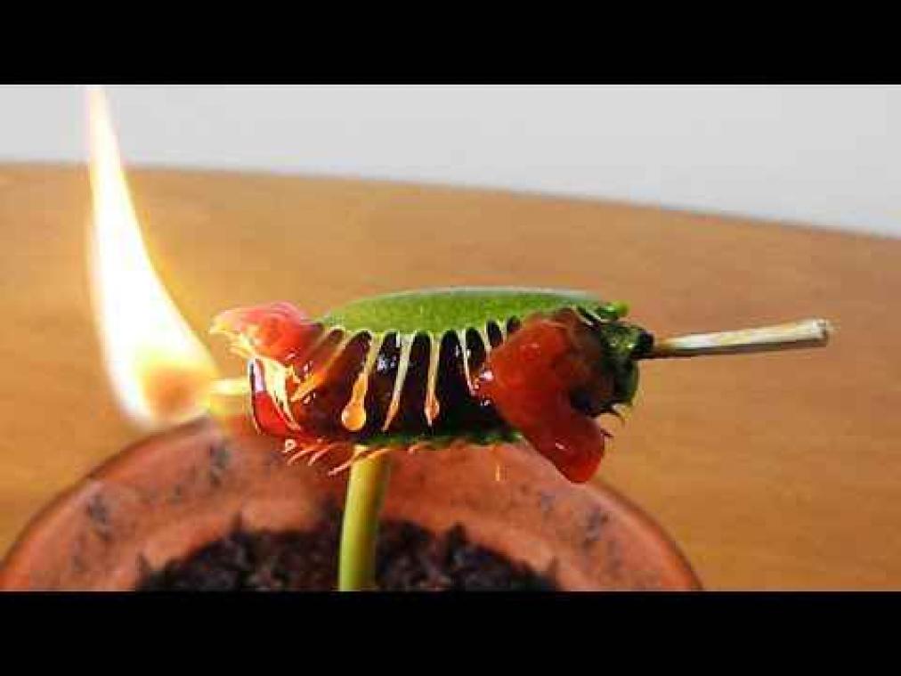 Vleesetende plant Charlie krijgt mini-barbecue