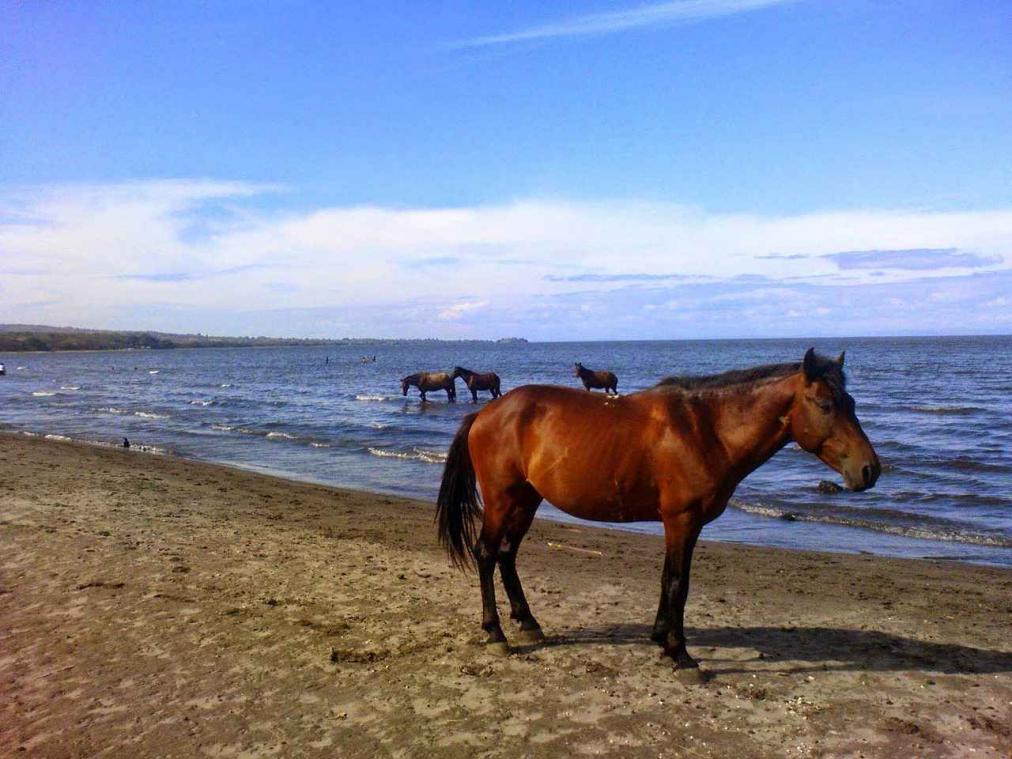 Paard zwemt meer dan tien kilometer in zee