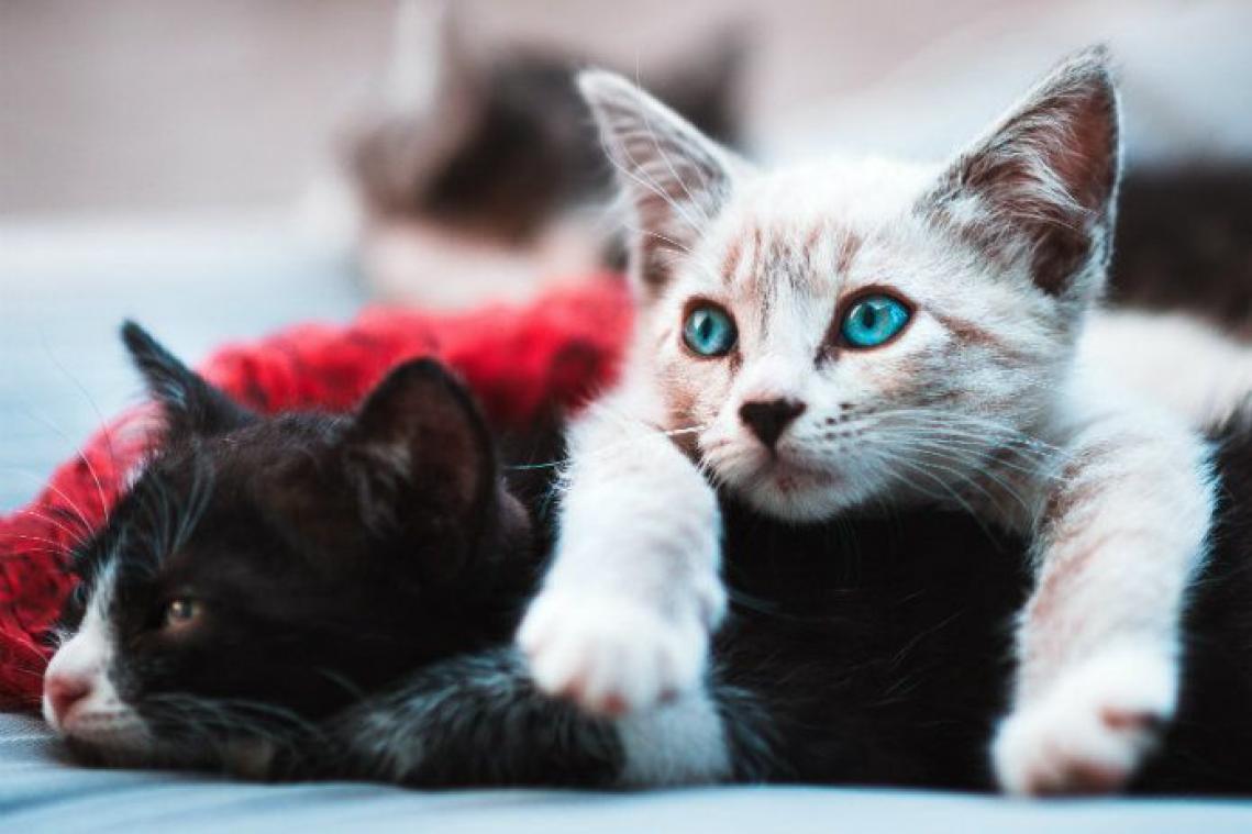 Nog op zoek naar een maatje? Dan moet je Tinder voor katten proberen