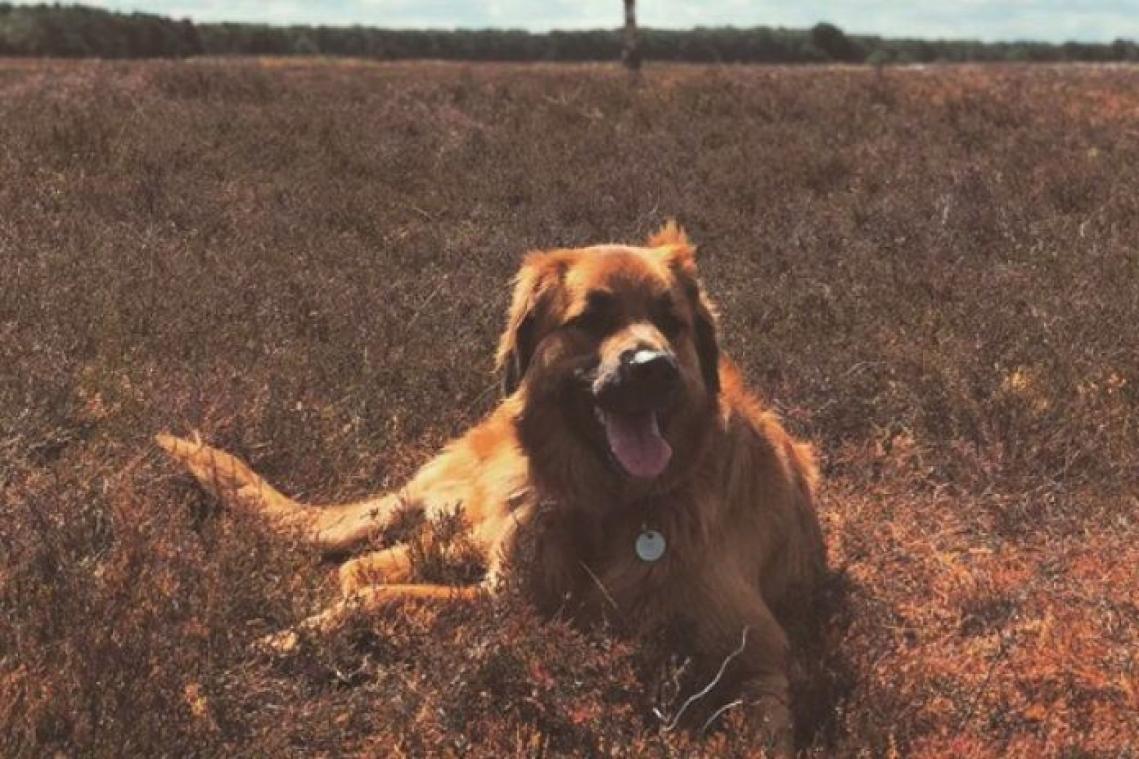 Ook BV's poseren met hun huisdier voor Werelddierendag