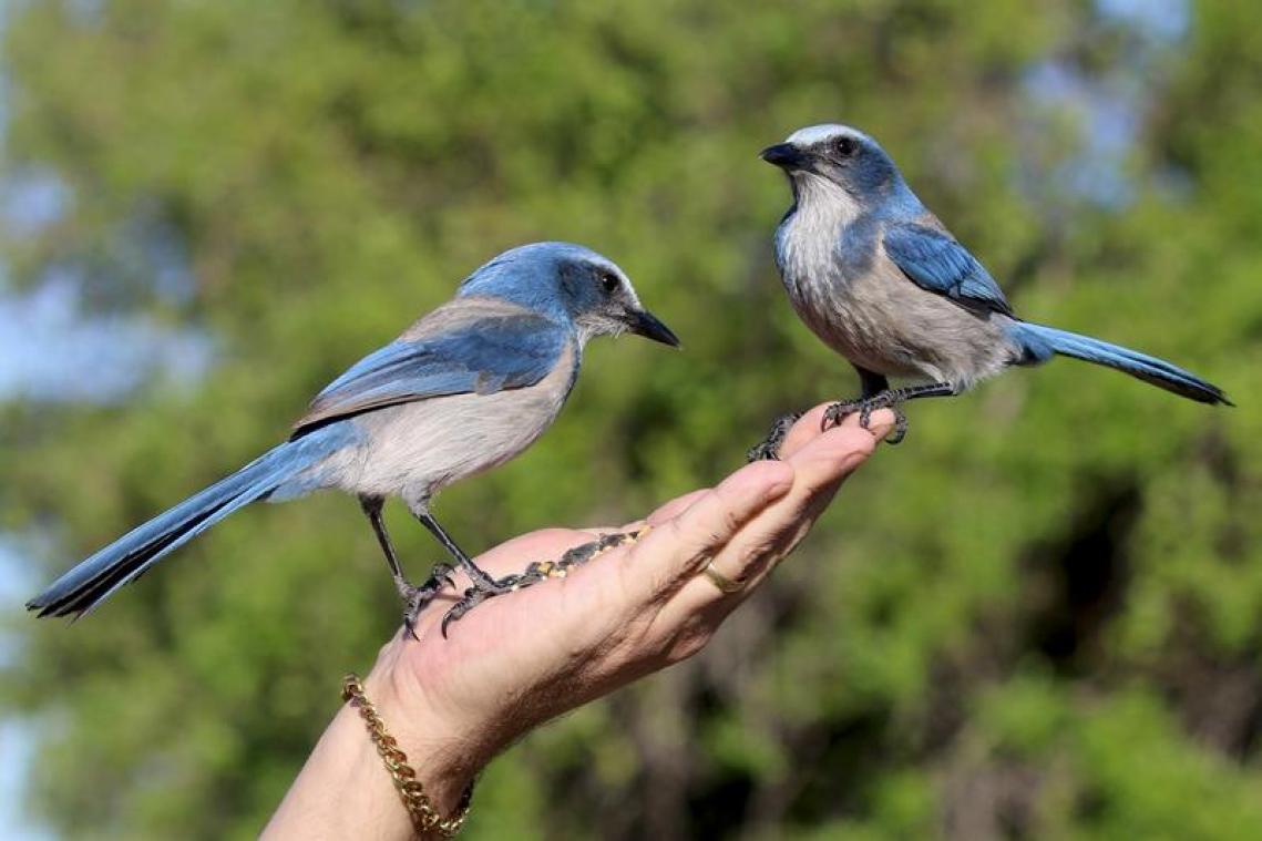 Dronken vogels terroriseren Amerikaanse stad