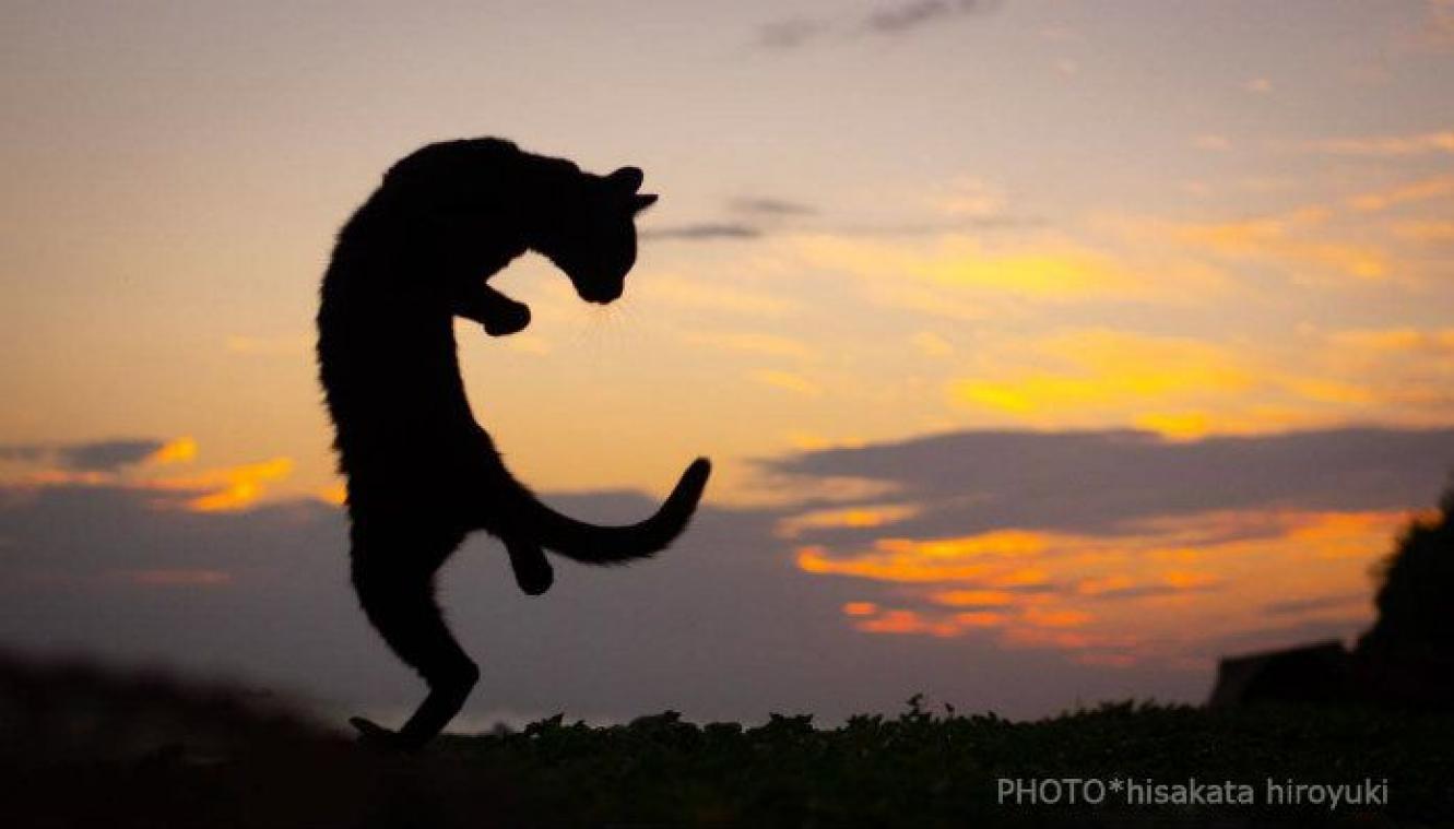 IN BEELD. Katten tonen hun beste karatebewegingen