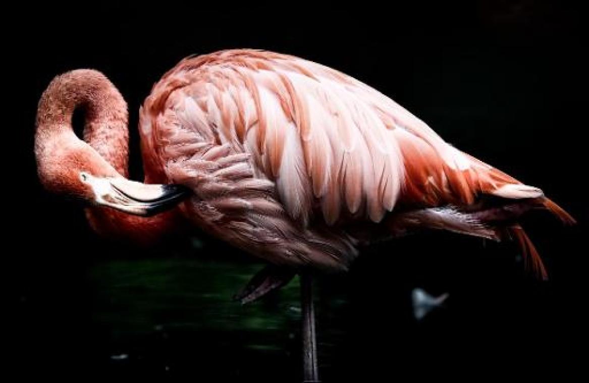 Exotische flamingo overwintert in het Zwin