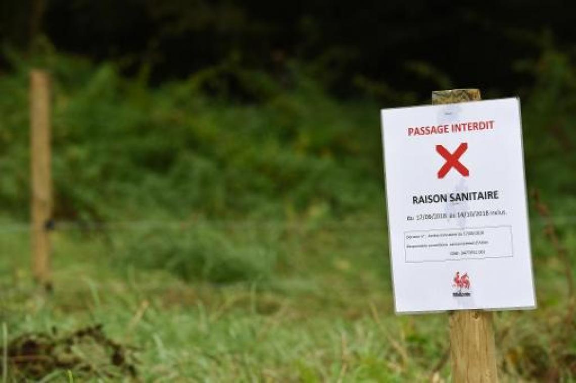 Twee geïnfecteerde varkenskadavers aangetroffen in legerkamp Aarlen