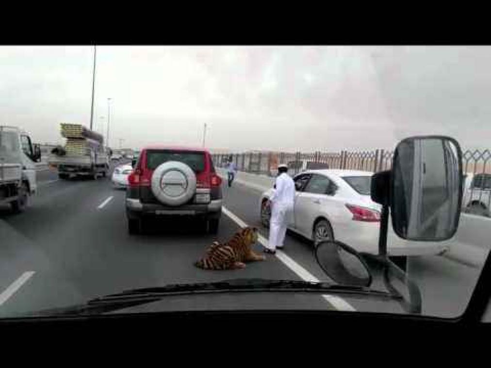 Qatarese automobilisten opgeschrikt door tijger op de snelweg