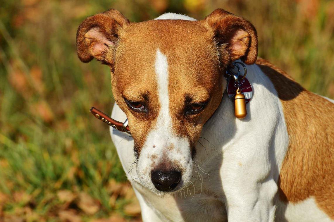 Baasje stopt met roken omdat hondje er ziek van wordt