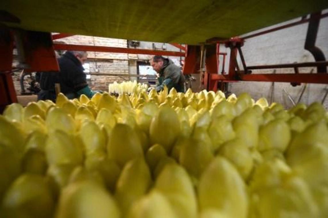 Grondwitloofseizoen officieel geopend in Zemst