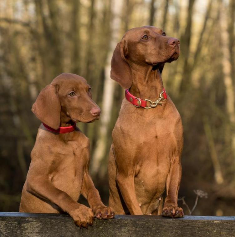 Geef jij deze honden een nieuwe thuis?