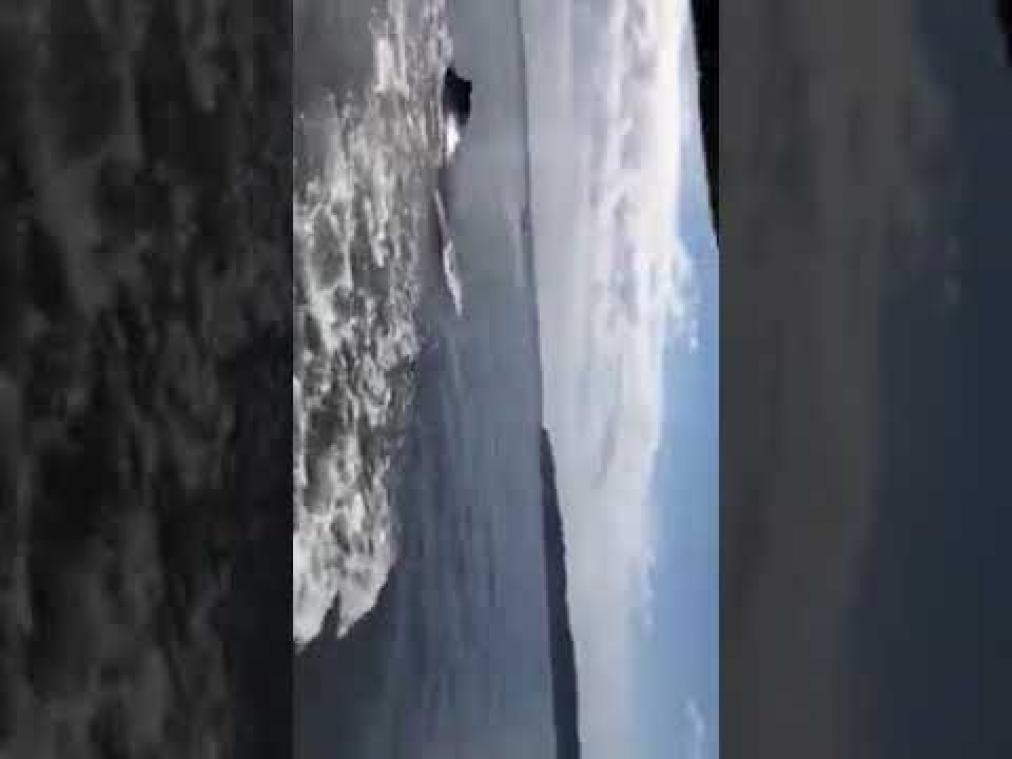 VIDEO. Vrouw belt de hulpdiensten vanwege nieuwsgierige walvissen