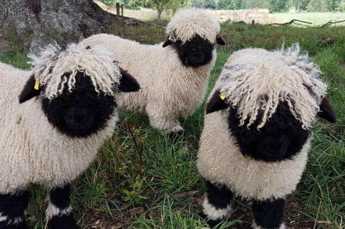 Dit zijn de schattigste schapen ooit