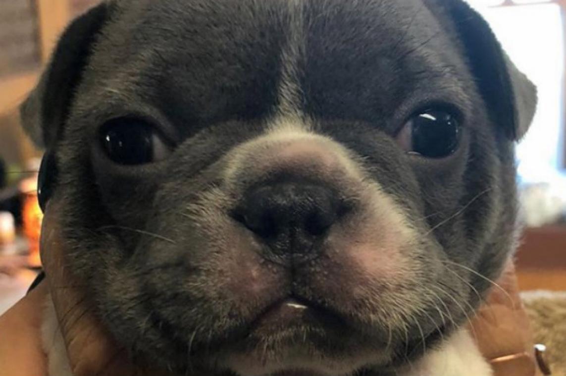 VIDEO. Je raadt nooit wat voor geluid deze puppy maakt