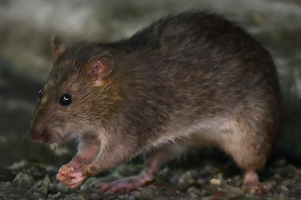 Katten in New York lusten geen ratten meer