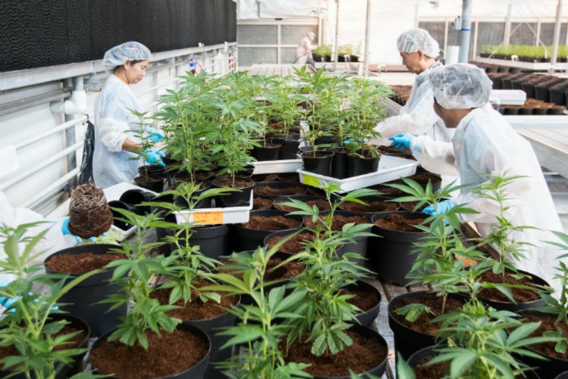 Canada legaliseert cannabis na verbod van ruim een eeuw
