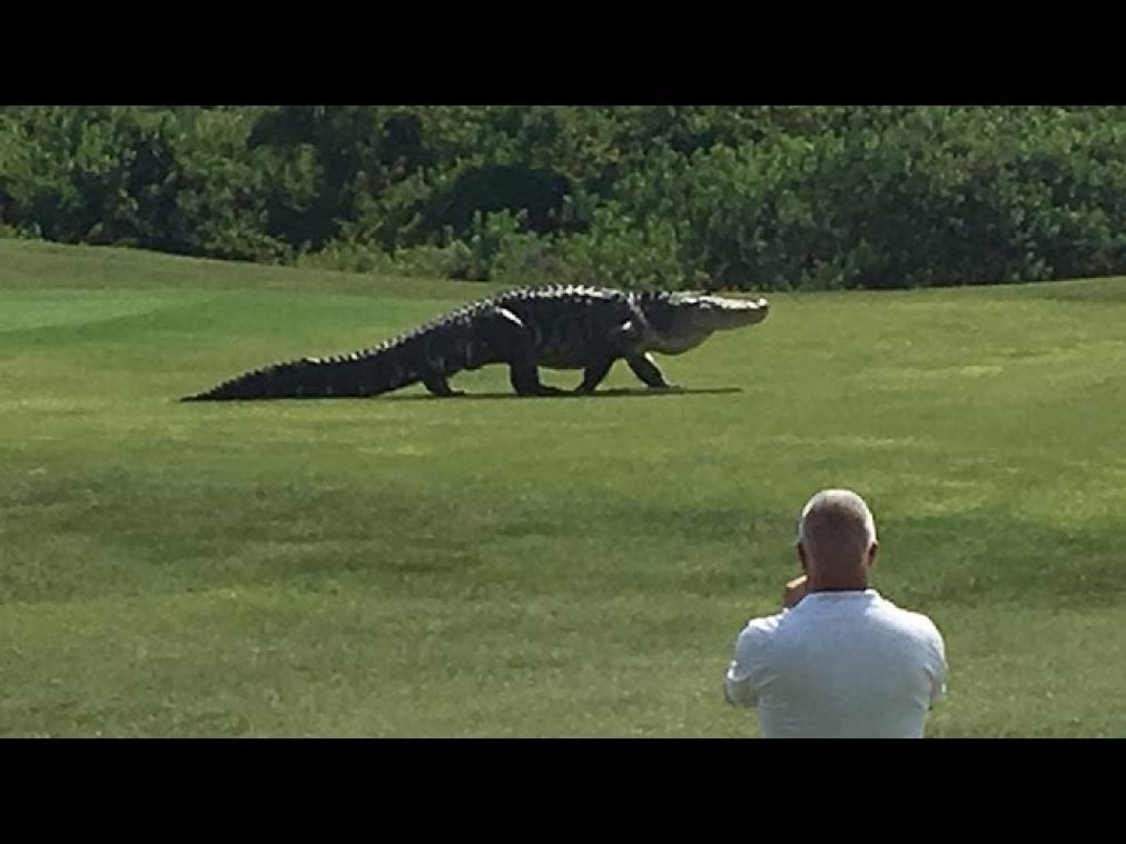 VIDEO. Reuzenalligator wandelt rustig over golfveld