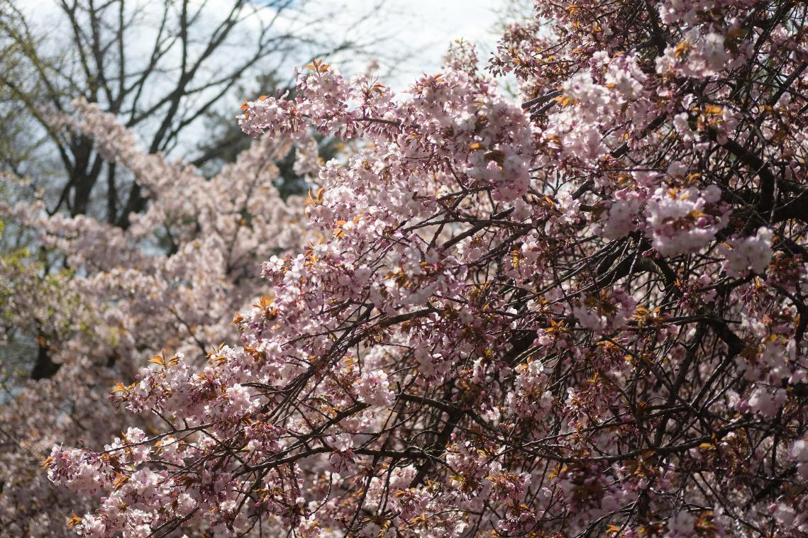 Tyfoon laat kersenbloesems in Japan maanden te vroeg uitkomen