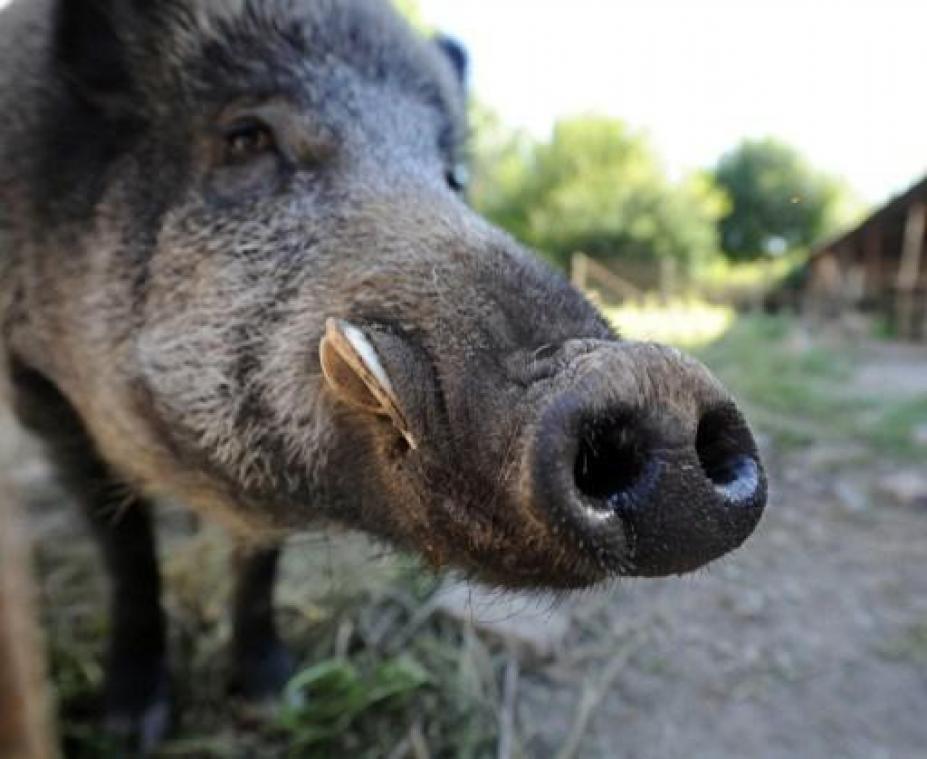 Besmetting nu al bij 98 dieren vastgesteld