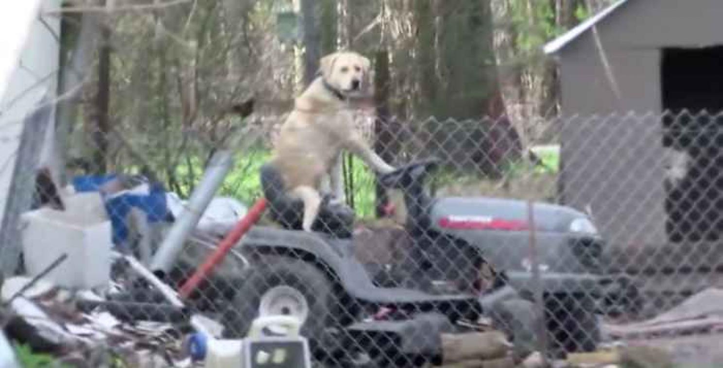 Nieuwsreportage onderbroken door hond op grasmaaier