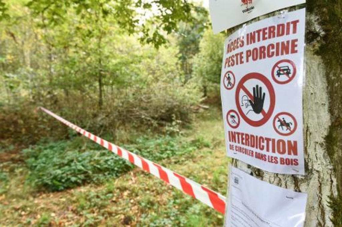 Omheiningen langs gewestweg in provincie Luxemburg tegen varkenspest