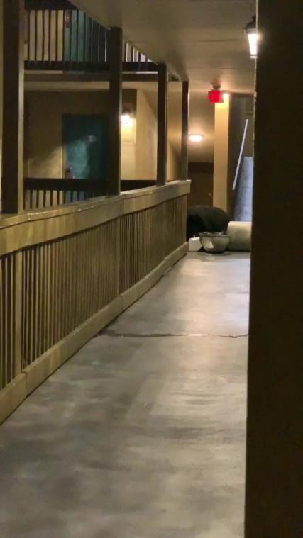 VIDEO. Zwarte beer zet hotel op stelten
