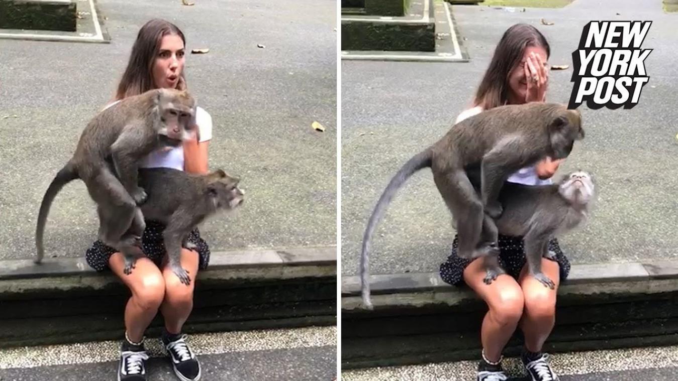 VIDEO. Aapjes hebben seks op schoot toeriste