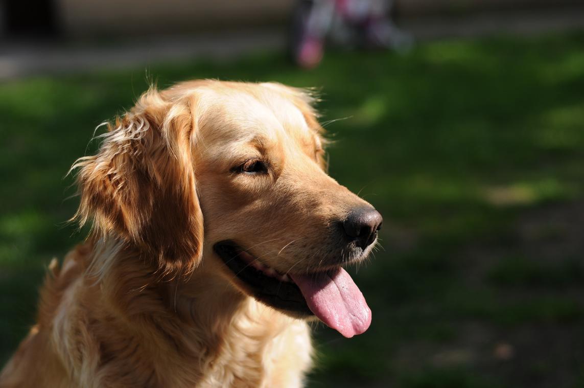 Geef jij deze honden een nieuwe thuis?