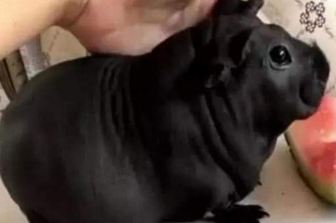 Man denkt schattige puppy te kopen, maar het blijkt iets helemaal anders te zijn