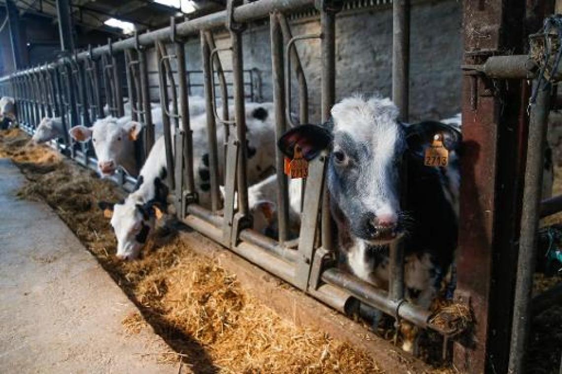 Europees Parlement wil gebruik antibiotica in veehouderijen inperken