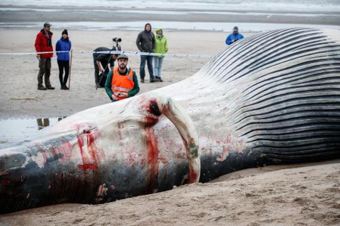 Vinvis bijna volledig geruimd in De Haan