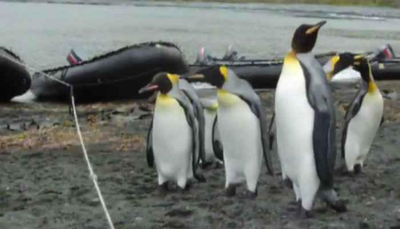 Pinguïns hebben problemen met een touw