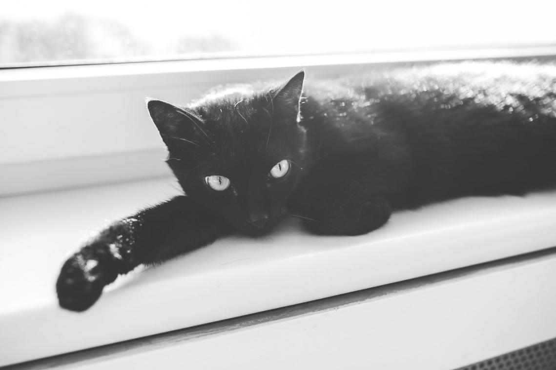 In Barcelona mag je geen zwarte katten meer adopteren