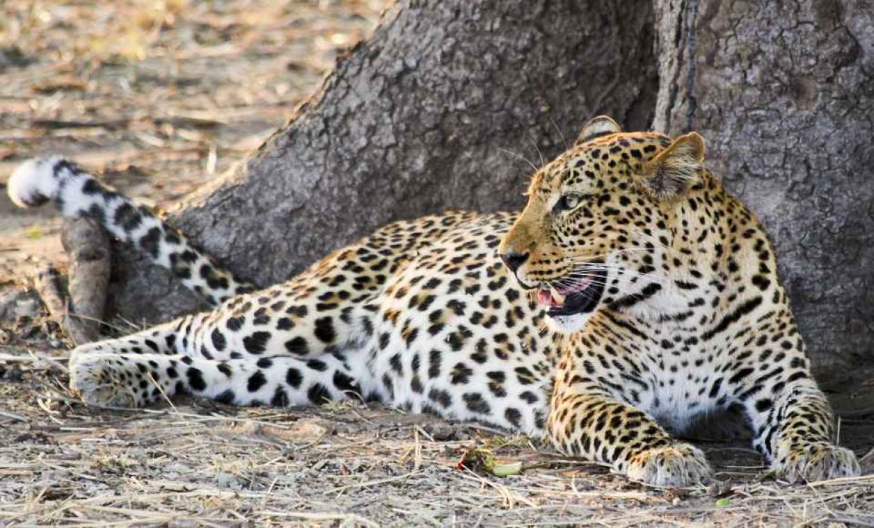 Zuid-Afrika verbiedt jacht op luipaarden