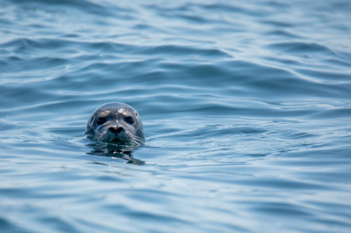 Kolonie zeehonden jaagt man rotswand op