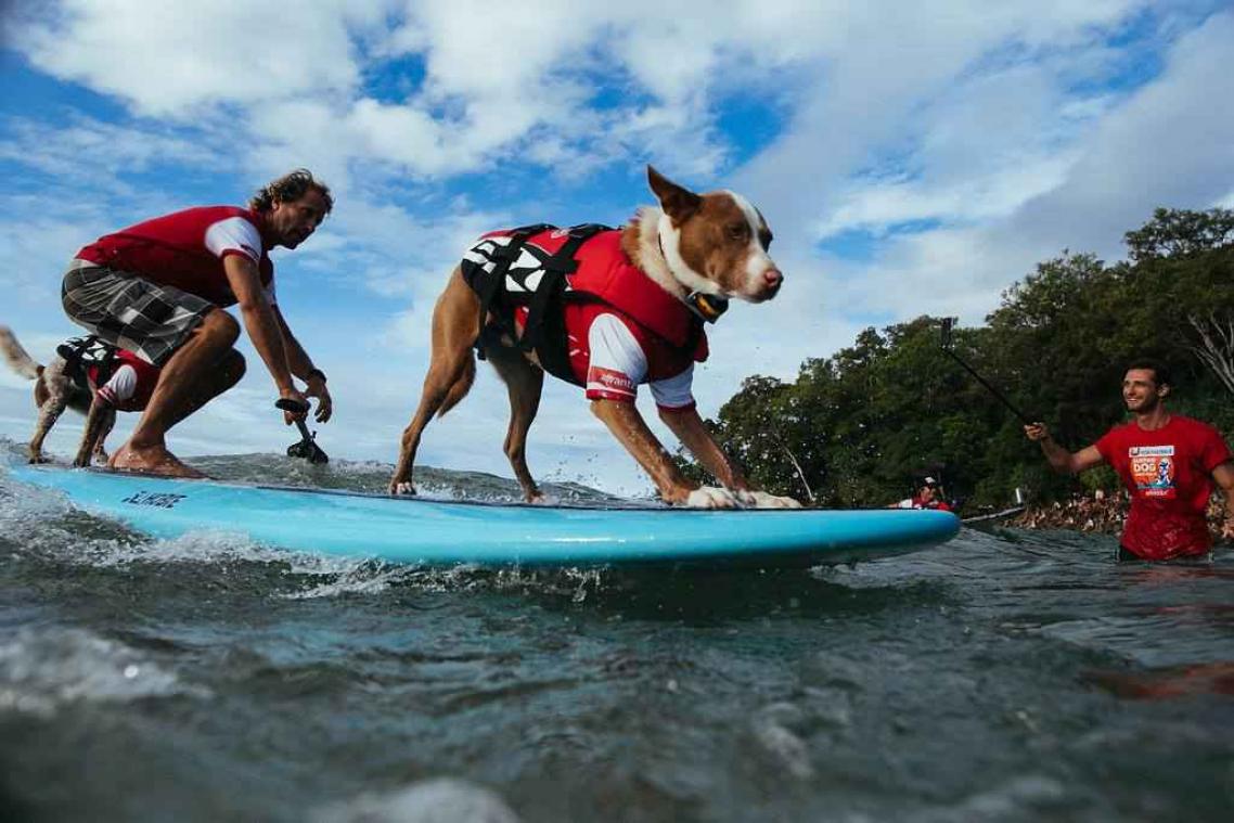 Honden bewijzen dat ze ook kunnen surfen